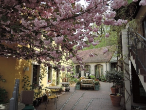 Kirschblüte im Innenhof